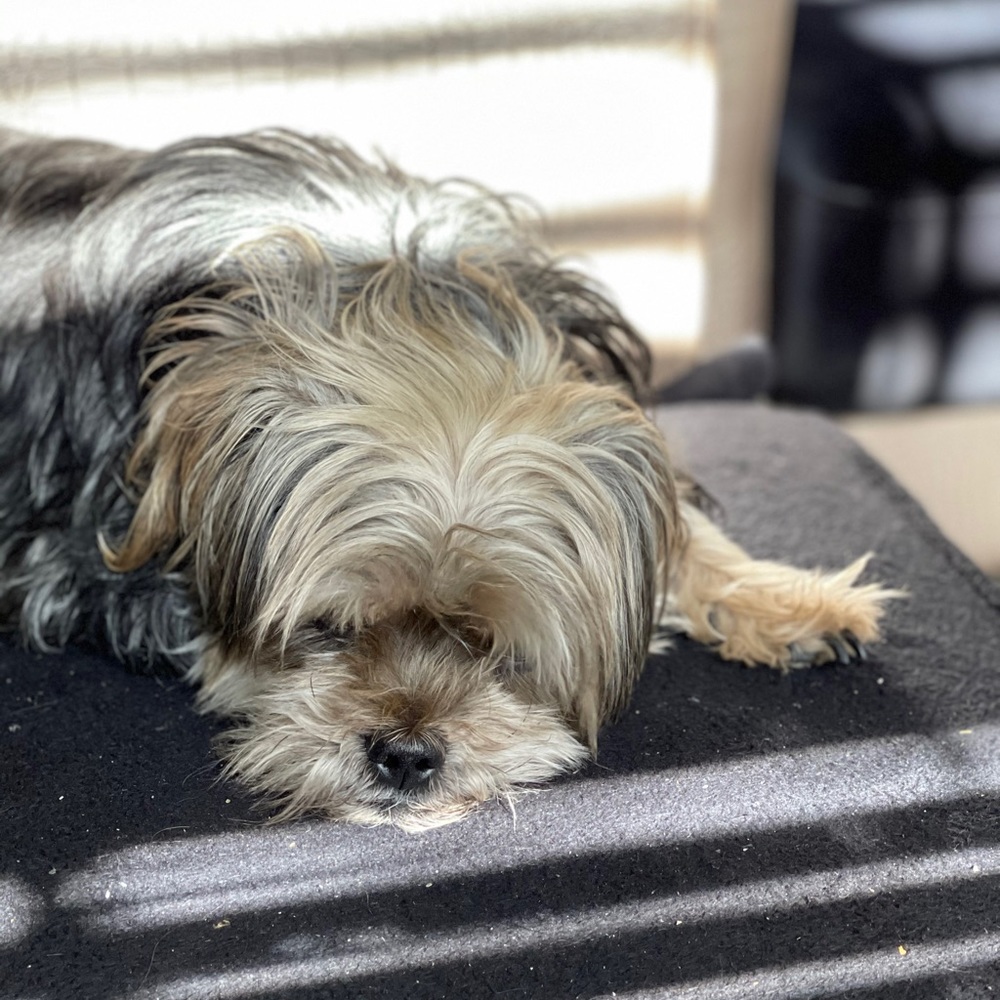 Meet your Posher, Amir